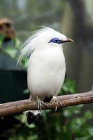 Bali Mynah Guzel Kuslar Kus Papaganlar