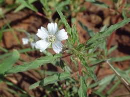Image result for Monsonia angustifolia