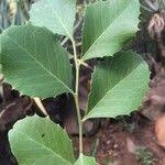 Image result for Maytenus undata