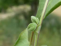Image result for Fallopia convolvulus