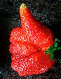 Президент Туркменістану Бердимухамедов запропонував лікувати COVID-19 коренем солодки - Цензор.НЕТ 7440