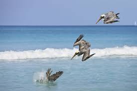 Pelican is an amazing bird that can be found on all continents except on the antarctica. Pelican Facts Habitat Behavior Diet