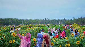 Yang pertama taman bunga matahari di jogja, taman matahari yang satu ini terletak di utara pantai samas. 4 Taman Bunga Di Yogyakarta Untuk Ngadem Di Akhir Pekan