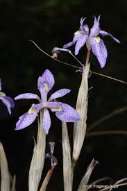 Image result for Moraea simulans