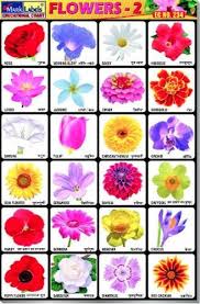 हम आपको flowers name in hindi में बताएँगे। आप इसका उपयोग से flowers name in hindi and english के बारेमें जान पाएंगे। Flowers Chart With Names In English