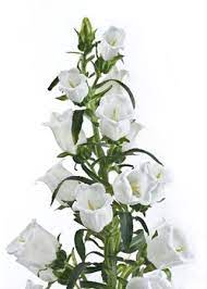 Champion White Campanula Flowers And Fillers Flowers By Category Sierra Flower Finder Campanula Flowers Wedding Flowers Delivery White Wedding Flowers