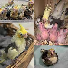 How Long Should It Take For A Cockatiel To Grow Back Clipped Wing Feathers?  - Quora