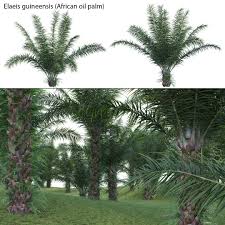 Image result for Elaeis guineensis