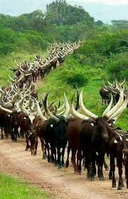 This appears in the may 13. Tito Mboweni On Twitter Ankole Cattle Banyankole From Uganda President Ramaphosa Has These Halala My President My President African Beauty Just Beautiful Https T Co Gopivrvsrc