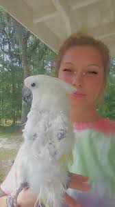 Here's my old boy Rocky and here's my new boy Roscoe, Rocky gained his  wings 2021 21st March, 2 years later I got my boy Roscoe. I've seen it