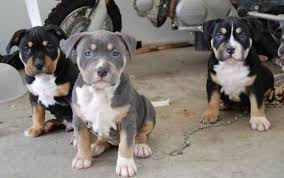 Tiger Stripe Black And Brown Pitbull Pics Of Tri Colored Dogs Pitbulls Go Pitbull Dog Forums Pitbull Puppy Pitbull Puppies American Pitbull Terrier