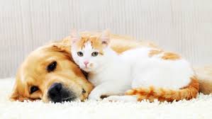 Landlords can also update their units with pets in mind, for example by using floor coverings that will withstand the presence of pets and be easily cleaned. Know The Pet Rules Before Renting Says Bernie Winter Cbc News