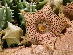 Image result for Huernia kirkii