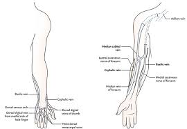 Below the front of the elbow the cephalic vein gives off the vena mediana cubiti (median basilic vein), which receives a. Easy Notes On Venous Drainage Of The Upper Limb Earth S Lab