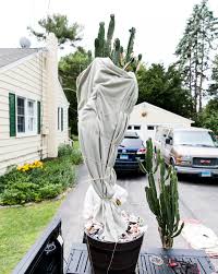 One thing i have discovered is you need the perfect soil mix for a longer lifespan. How To Transport A Large Cactus Safely Jessica Brigham