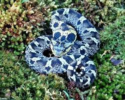 Meet New York S 17 Slithery Snakes 3 Are Venomous Potentially Deadly Newyorkupstate Com Hognose Snake Snake Facts Snake