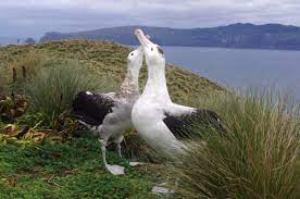 The island s entire 145 acres (159 actual) comes under the protection of the. Wildlife Highlights Of Disappointment Island Te Papa S Blog