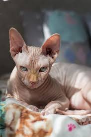 Check spelling or type a new query. How To Get A Cat Pee Smell Out Of Plastic Travel With Your Cat
