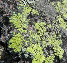 Signs of wilt are fronds wilting, losing their green luster and, finally, dying. What S That Growing On My Tree Forestry