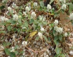 Image result for Gomphrena celosioides