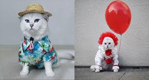 According to vetstreet, the low stature of munchkin cats is due to a spontaneous natural genetic mutation. This Cat Has Some Great Costumes Ideas For Halloween I Can Has Cheezburger