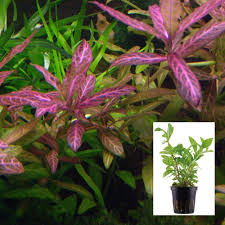 Image result for Hygrophila