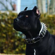 08black Pitbulls Scary Dogs Pitbull Terrier Black Pitbull