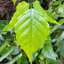 Image result for Millettia pinnata
