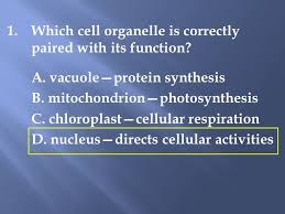 Jul 05, 2021 · cell organelles definition. Starters 1 Which Cell Organelle Is Correctly Paired With Its Function A Vacuole Protein Synthesis B Mitochondrion Photosynthesis C Chloroplast Cellular Ppt Download