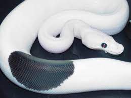 Panda Pied Ball Python Ball Python Ball Python Morphs Animal Stories