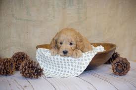 Why you should adopt a goldendoodle puppy: Mini Goldendoodle Puppy Most Adorable Little Guy Ever Minigoldendoodle Puppies Goldendoodle Puppy Puppies Morkie Puppies