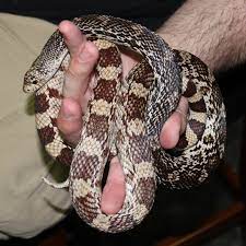 Male Louisiana Pinesnake Being Held By A Friend North American Wildlife North American Louisiana