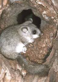 Unheimliches Tier Auf Dem Dach Haus Garten Forum Chefkoch De