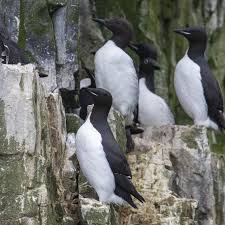 Image result for Guibourtia schliebenii