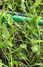 Image result for Ophioglossum gomezianum