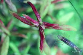 Image result for Eriocaulon bongense