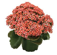 97 safeway jobs available in salinas, ca on indeed.com. 2021 Summer Trials Preview Greenhouse Management