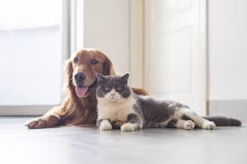 Animals And Covid 19 Cdc