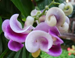 Image result for Vigna reticulata