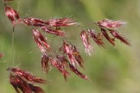 Image result for Melinis repens