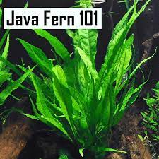 Java fern is amphibious, meaning that it can grow either partially or fully submersed. Java Fern Panduan Lengkap Cara Menanam Cara Merawat Jenis Cara Memperbanyak Sobat Akuatik