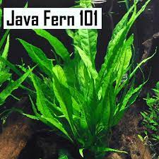 Moss dapat dibilang tanaman air paling mudah untuk tumbuh di aquarium. Java Fern Panduan Lengkap Cara Menanam Cara Merawat Jenis Cara Memperbanyak Sobat Akuatik