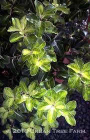 Image result for Pittosporum tenuifolium