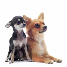 Image result for chihuahua big obesity