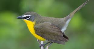 Yellow Birds Of Southern Arizona Yellow Breasted Chat Bird Life List Bird Species Birds