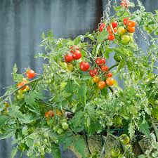 Tomato Seeds Grow Your Own Tomatoes Kings Seeds A Leading Supplier Of Vegetable Seeds In Essex Uk Grow Your Own Vegetable Seeds Kingsseeds Com
