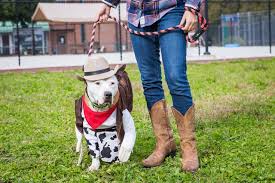 Central to the dcspca mission is the securing of caring, responsible, permanent homes for the adoptable animals in our care. Photos At Spca A Halloween Costume Parade For Dogs In North Philly Phillyvoice