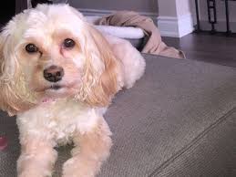 Fundraiser by Jade Cromwell-Oliver : Lacey's Road To Recovery❤️‍