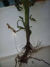 Image result for tomato seedling botrytis