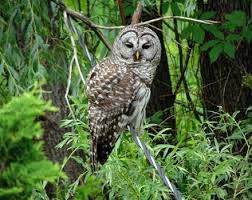2000 pages on birds, nature, birdwatching, where to go birding, birds and nature pictures, nature. New Hampshire S Birds Of Prey Harris Center